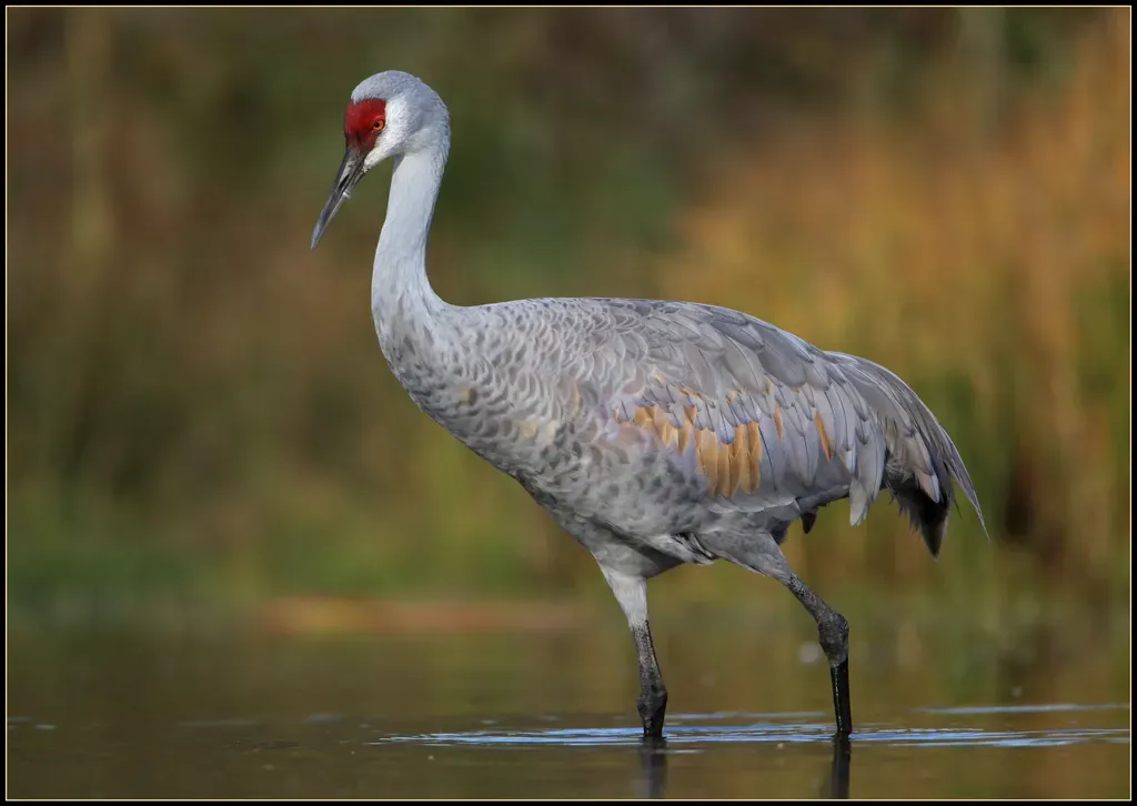 Sandhill crane