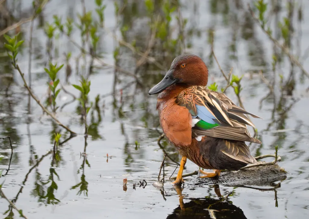 Cinnamon teal