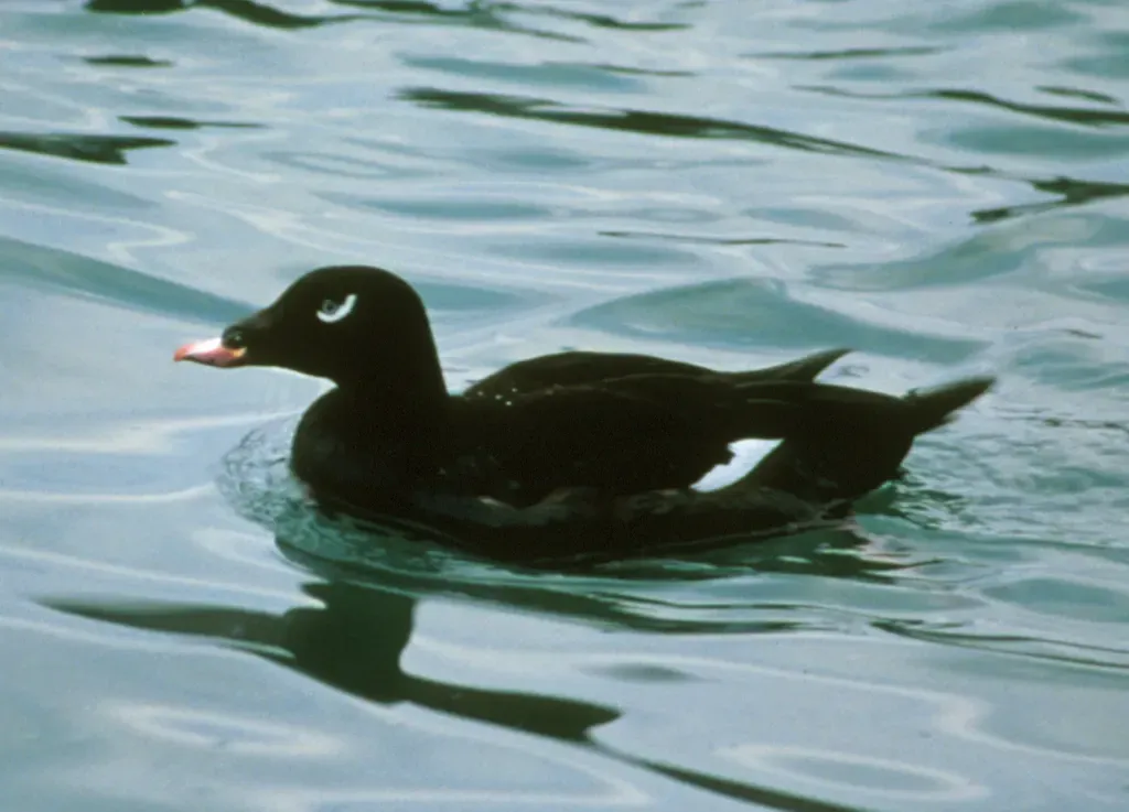 White-winged scoter
