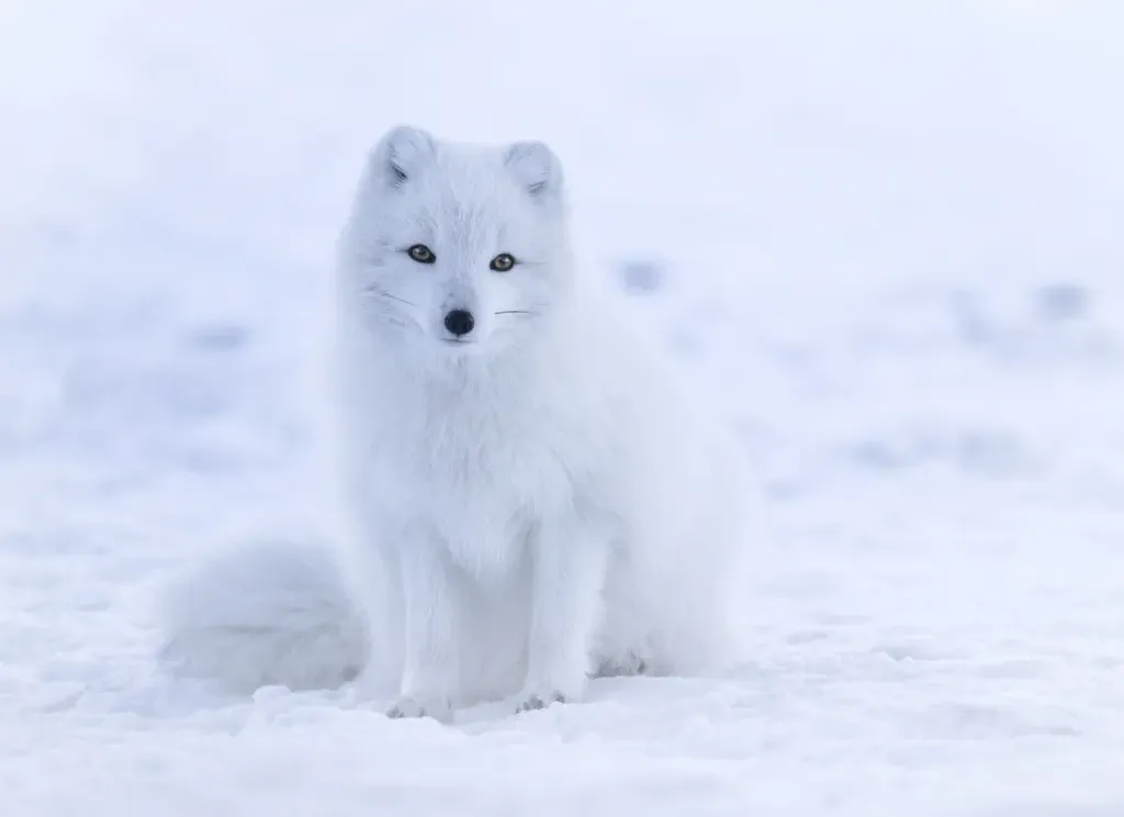Arctic fox