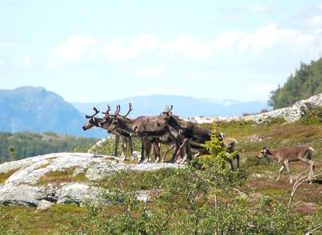 Reindeer