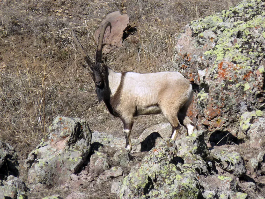 Bezoar ibex