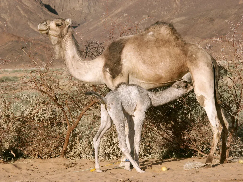 Dromedary camel