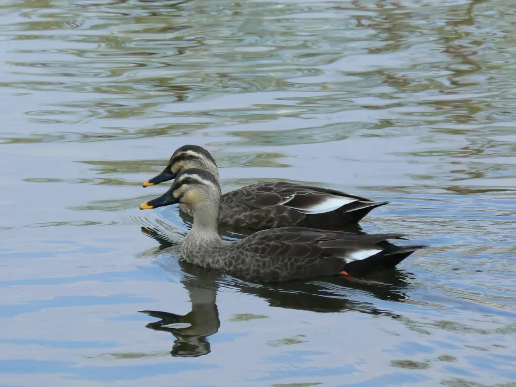 Eastern spot-billed duck