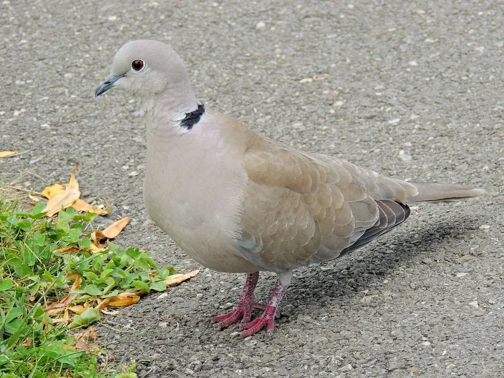 Eurasian collared dove