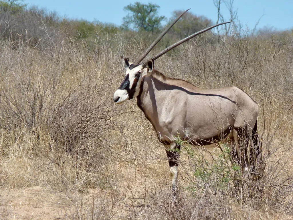 Oryxantilop