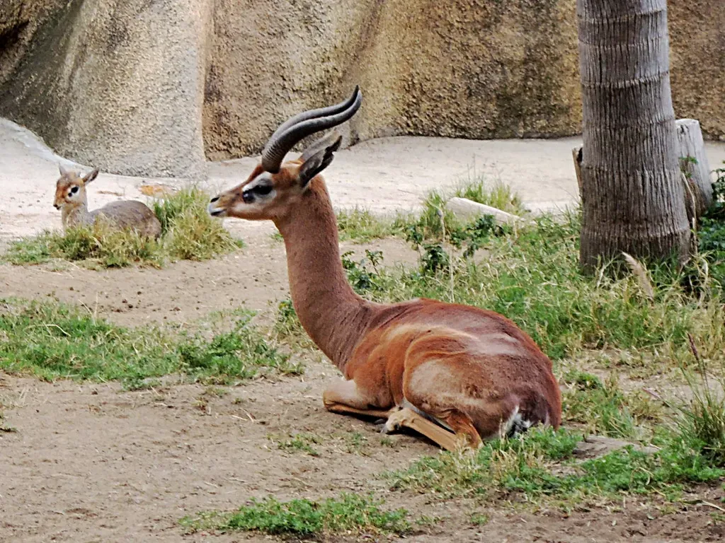 Giraffgasell