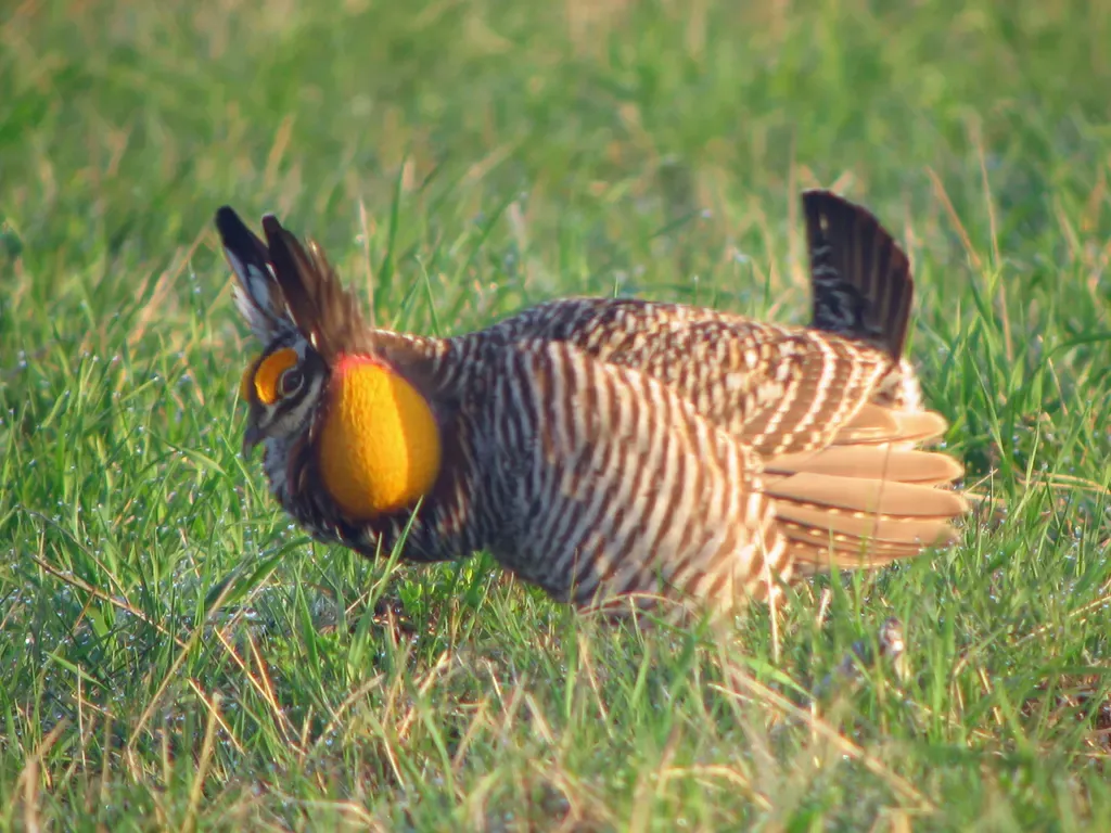 Greater prairie chicken
