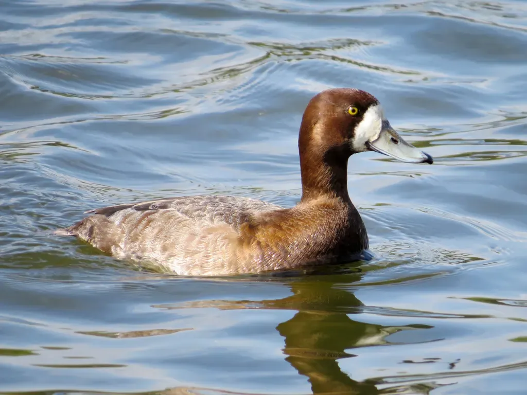 Greater scaup