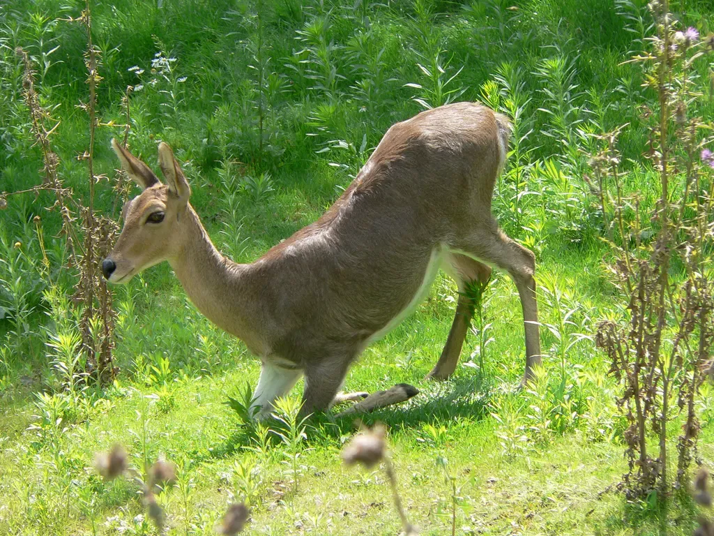 Bergsrörbock