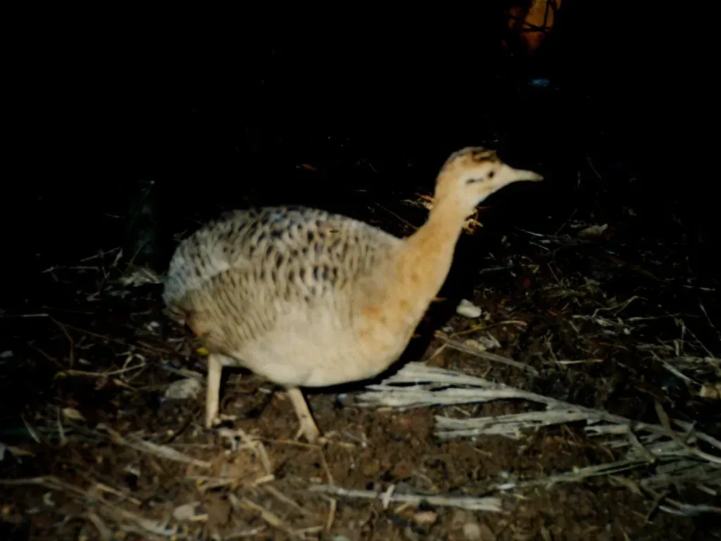 Red-winged tinamou