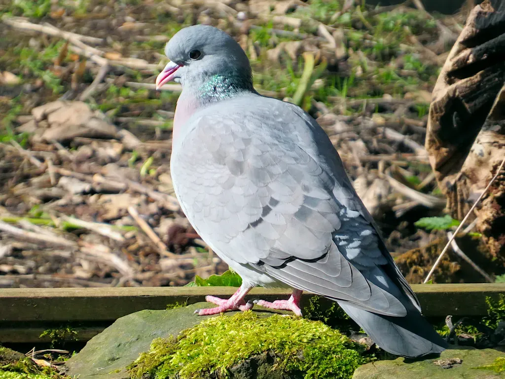 Stock dove