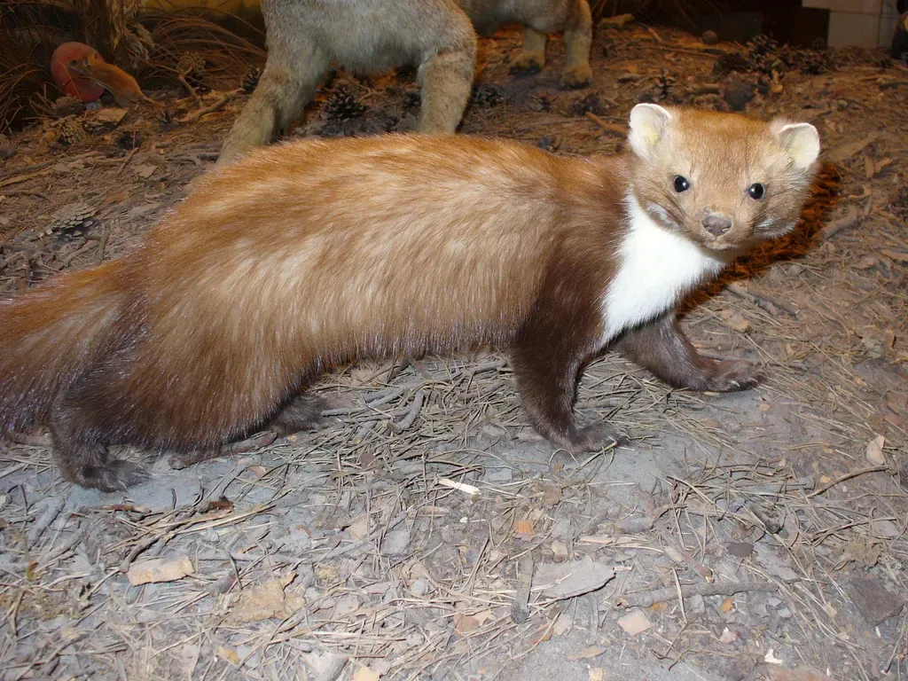 Stone marten