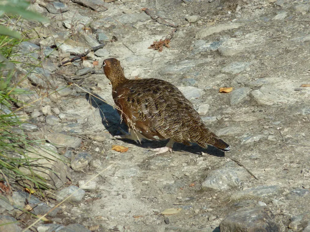 Willow ptarmigan