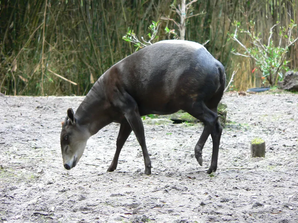 Yellow-backed duiker