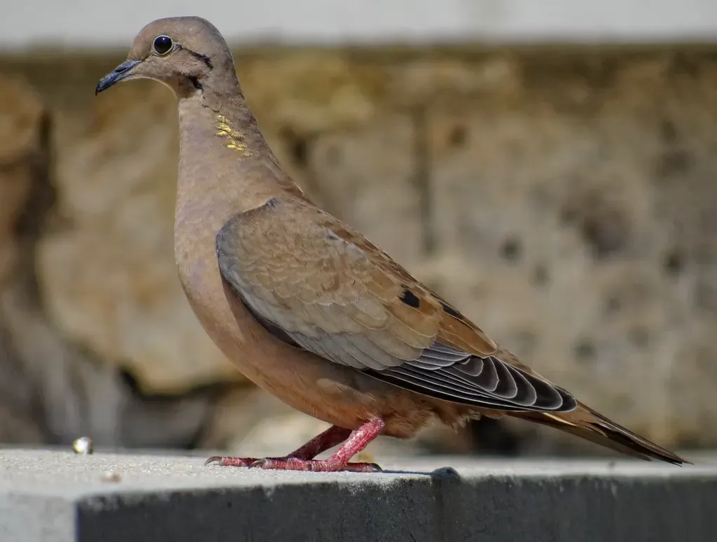 Eared dove