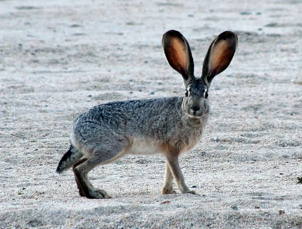 Black-tailed jackrabbit
