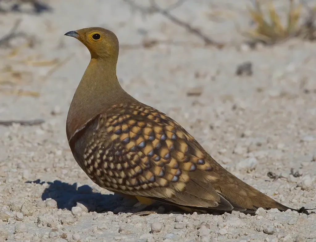 Namaqua sandgrouse