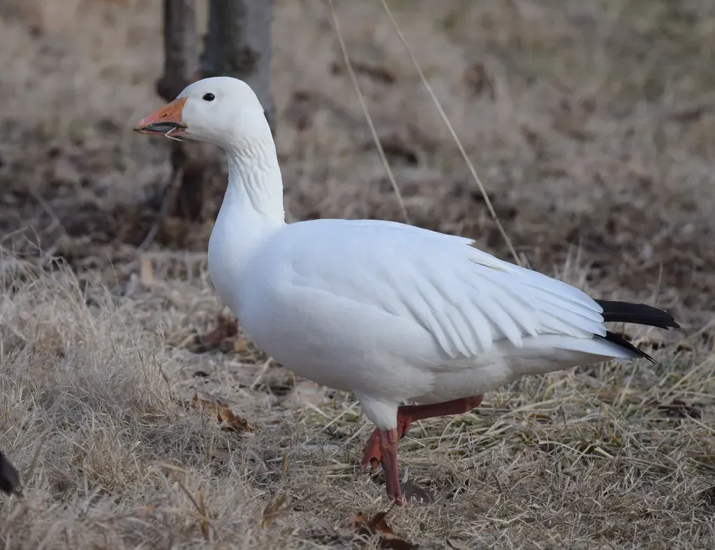 Snow goose