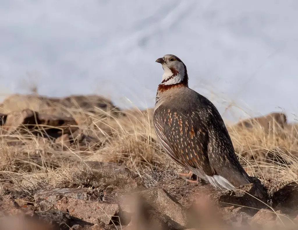 Himalayan snowcock