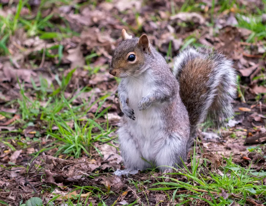 Eastern gray squirrel