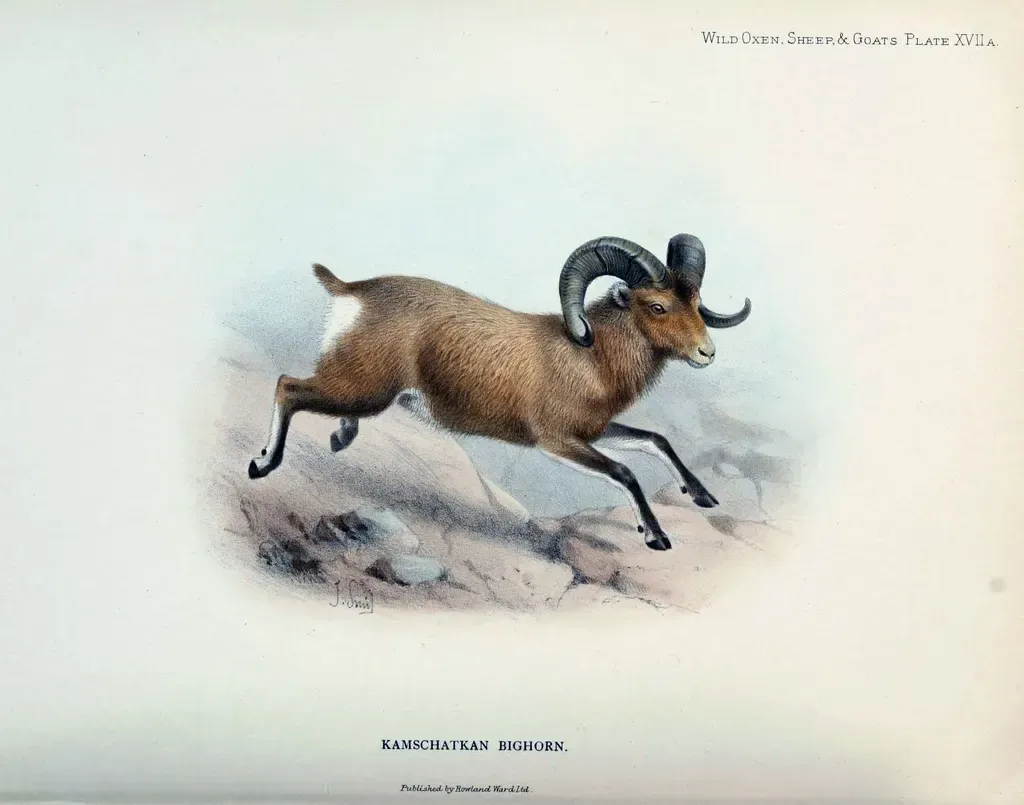 Snow sheep