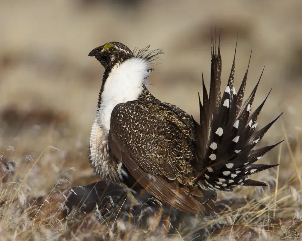 Greater sage-grouse
