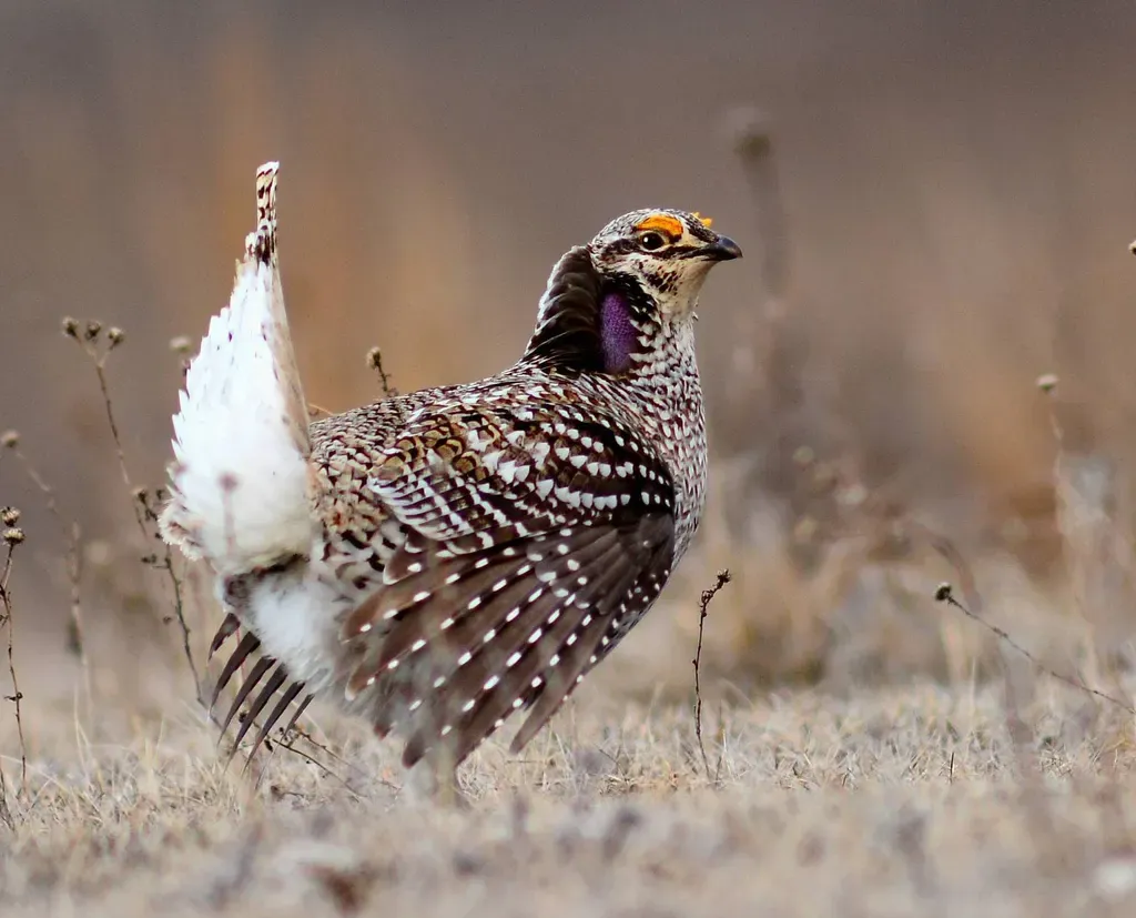 Sharp-tailed grouse