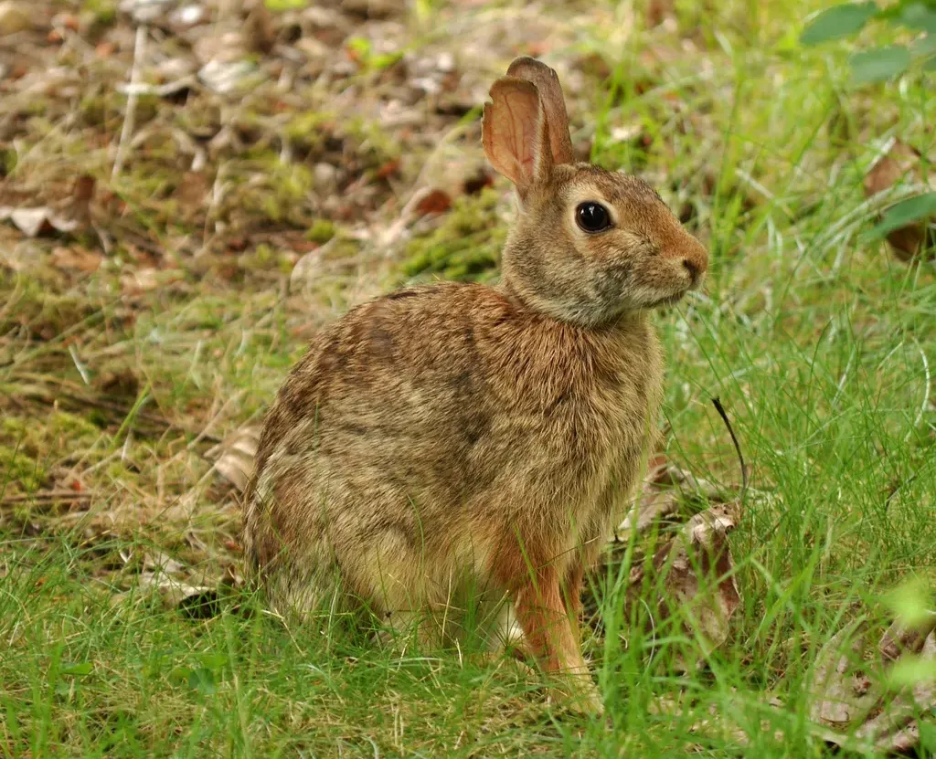 Östlig bomullssvanskanin