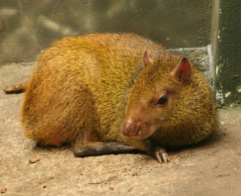 Red-rumped agouti