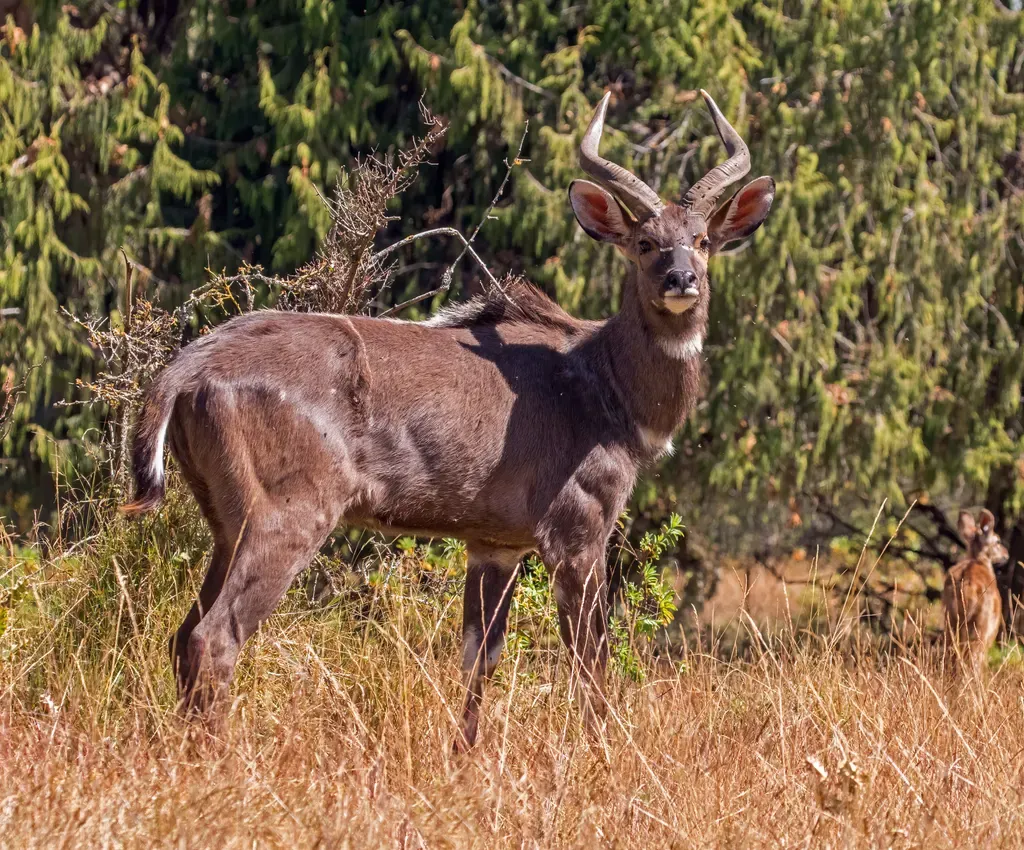 Mountain nyala