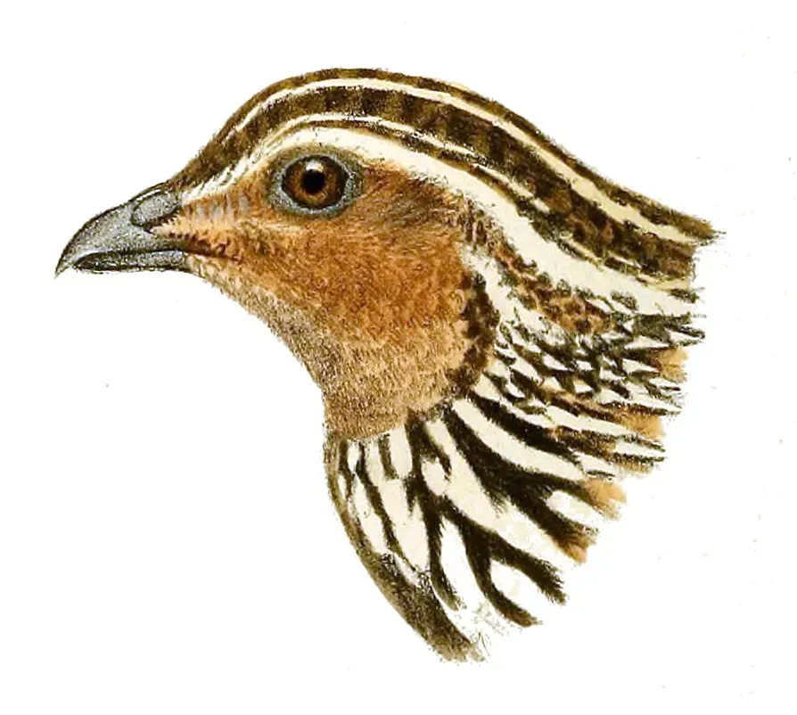 Stubble quail