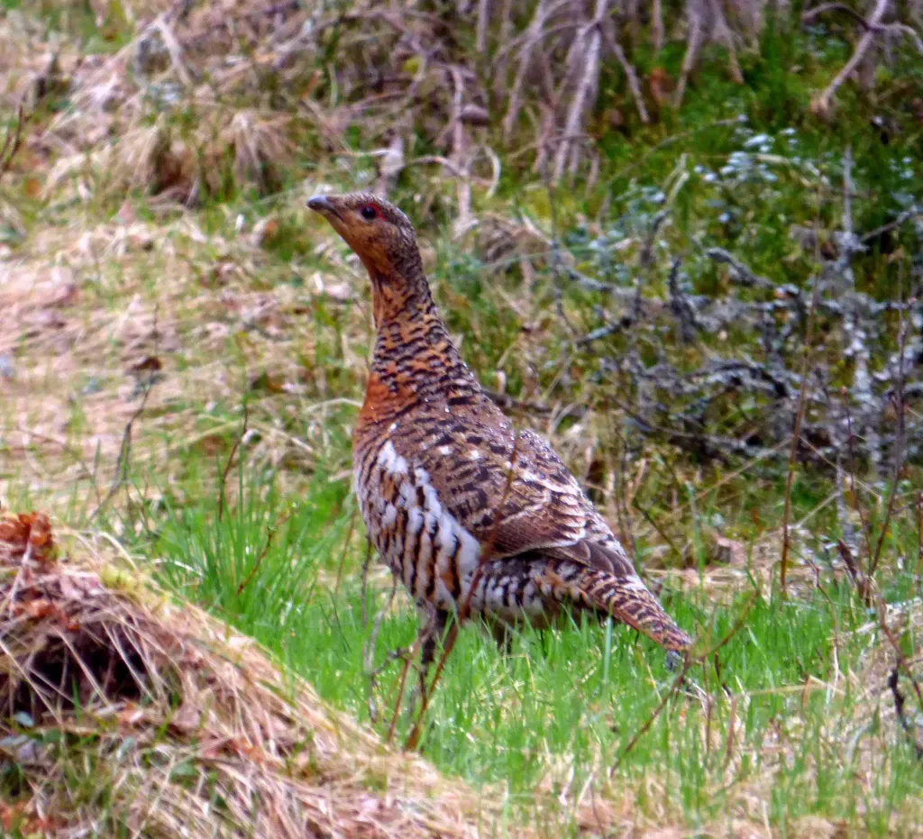 Western capercaillie