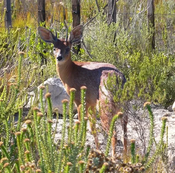 Cape grysbok
