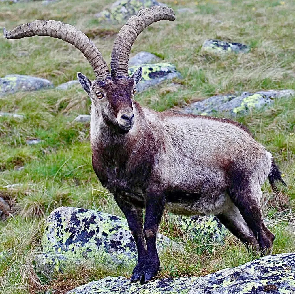 Iberian ibex