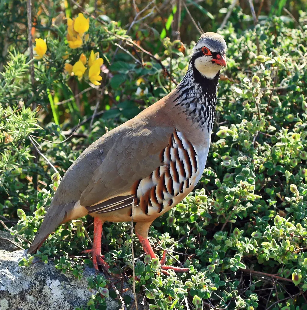 Red-legged partridge