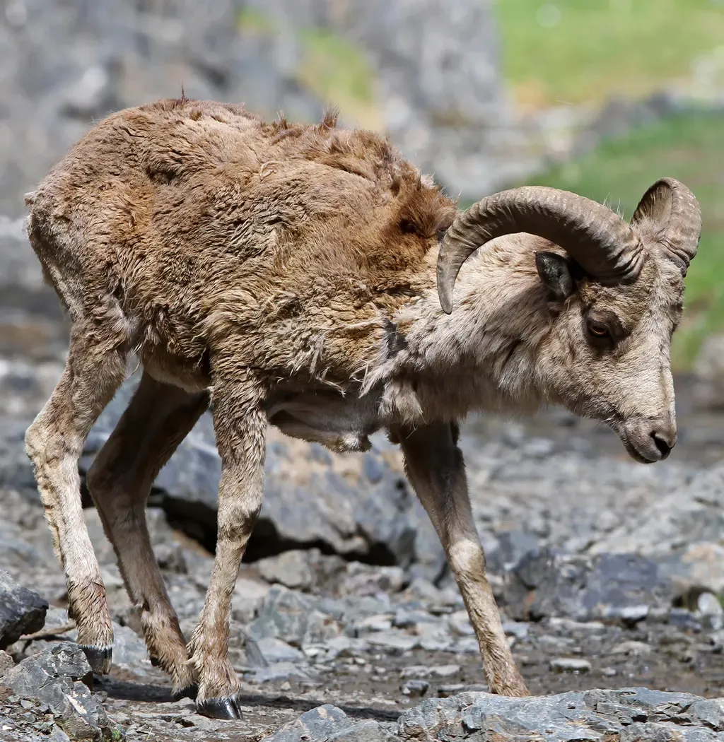 Argali
