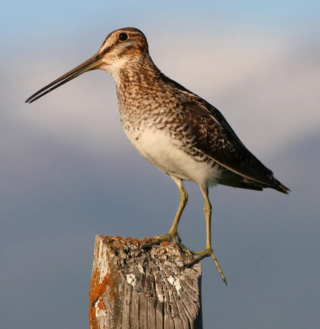 Wilson’s snipe