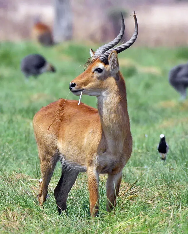 Puku