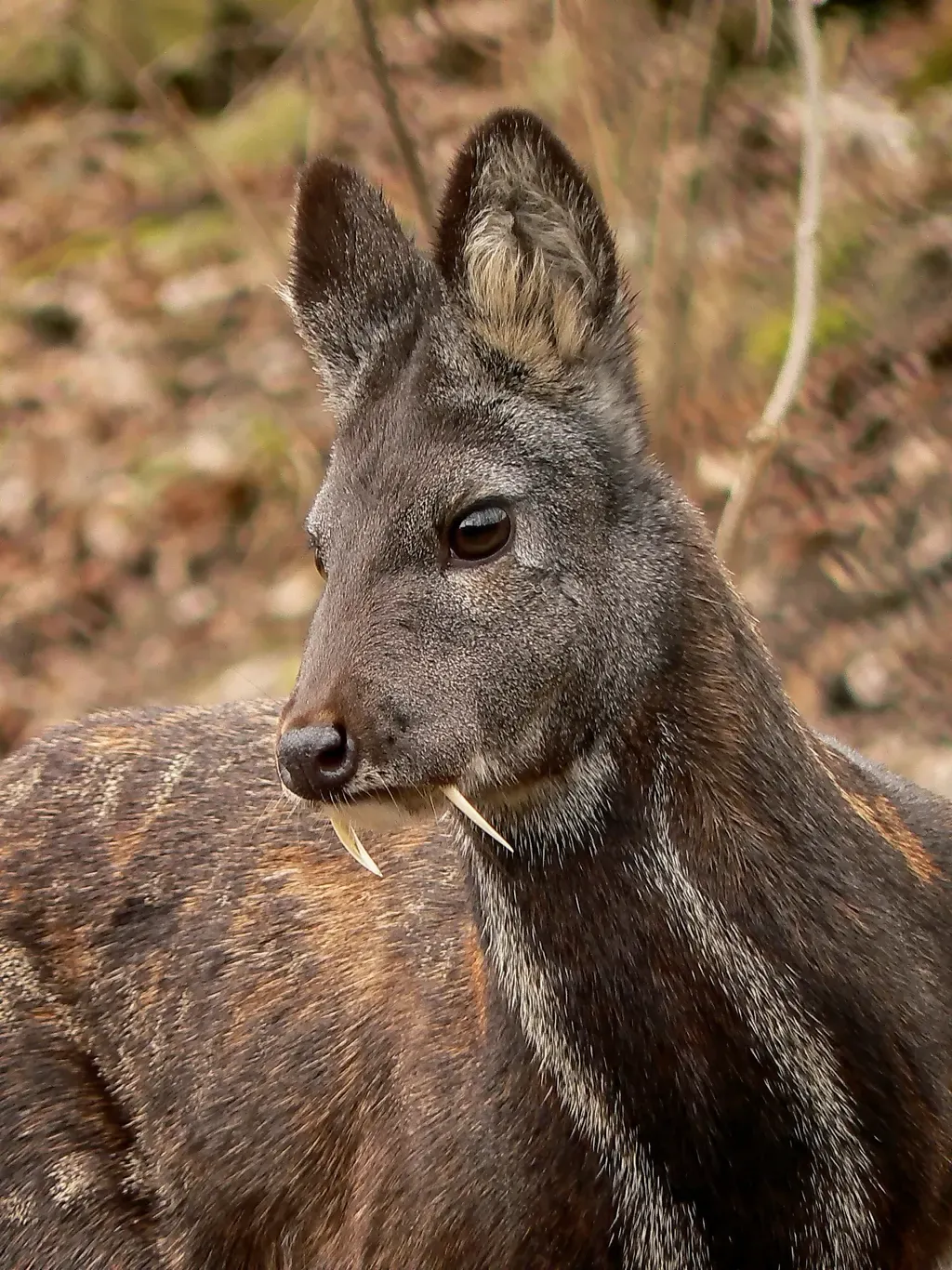 Siberian musk deer