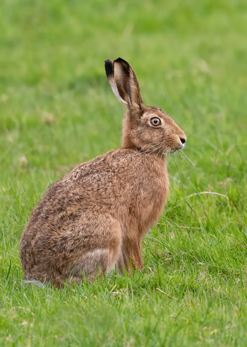European hare