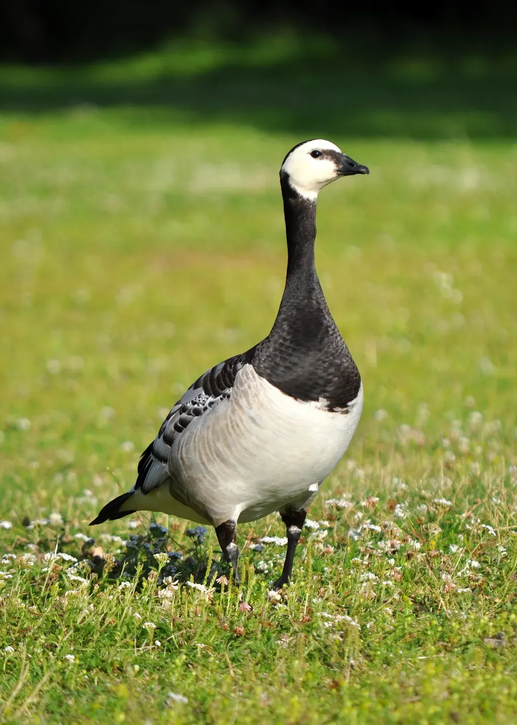 Barnacle goose