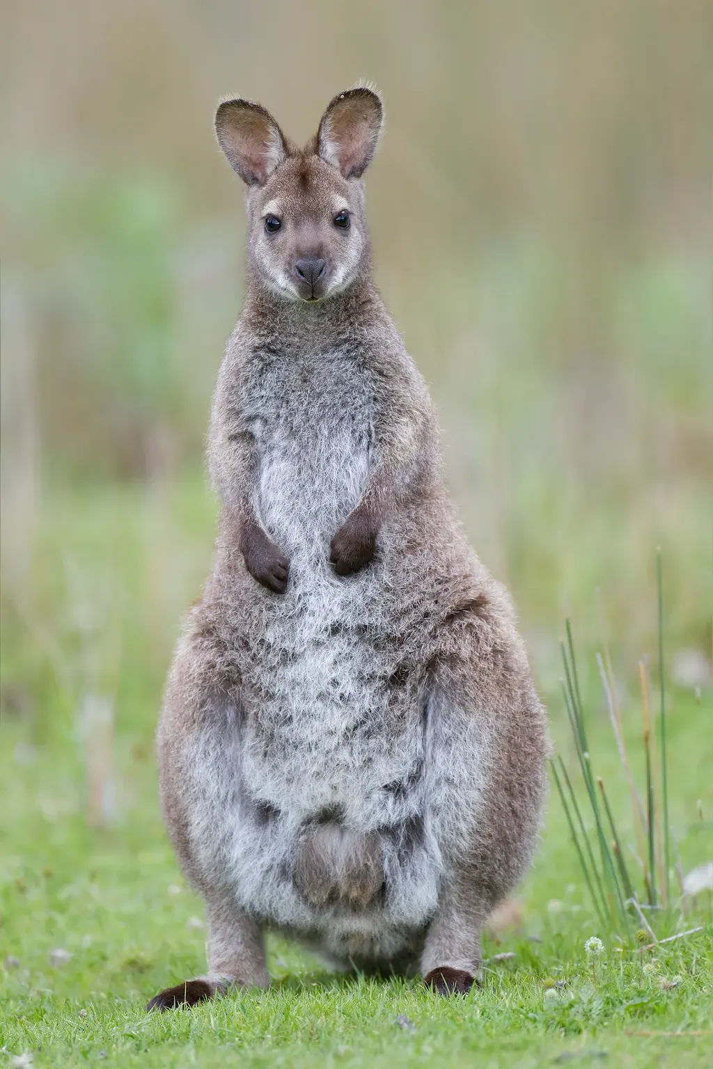 Bennett’s wallaby