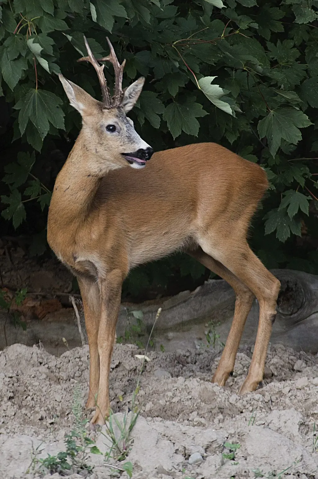 Rådjur
