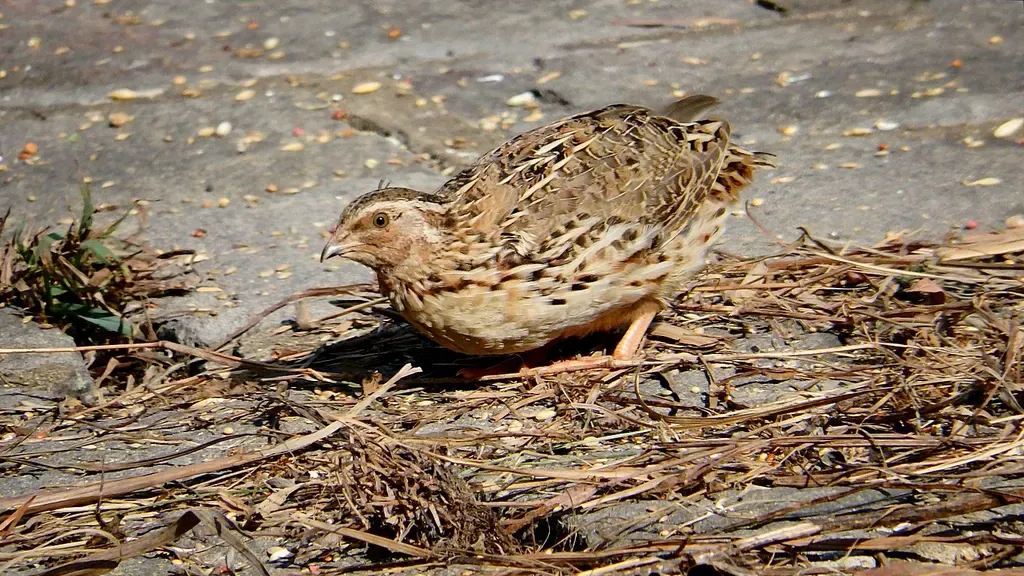 Japanese quail