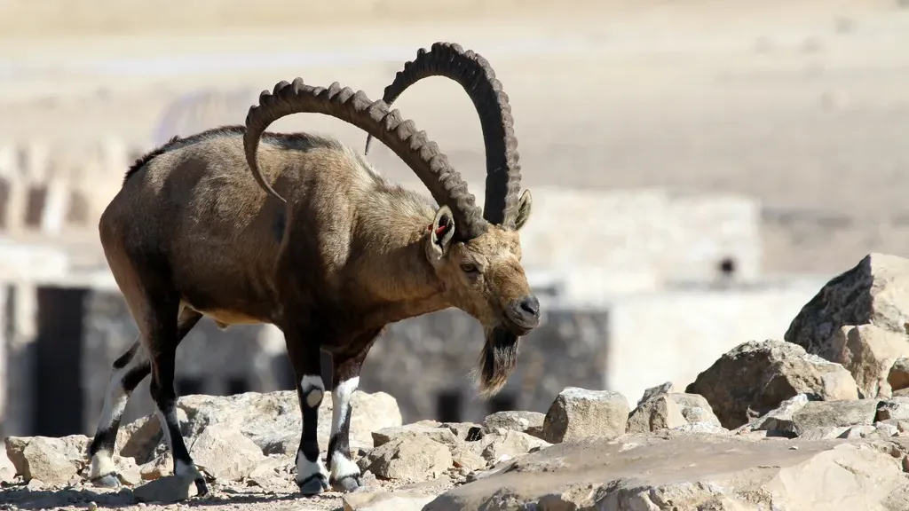 Nubian ibex
