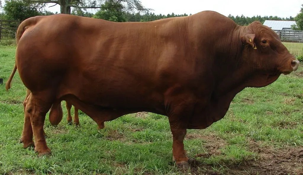 Feral cattle (scrub bull)