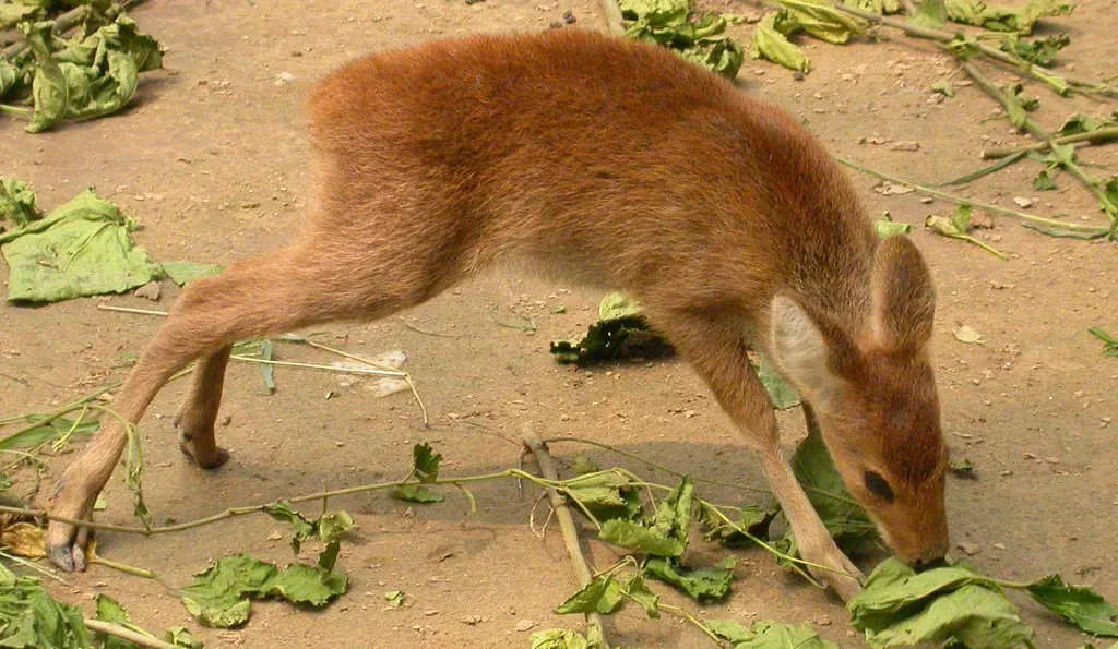 Chinese water deer