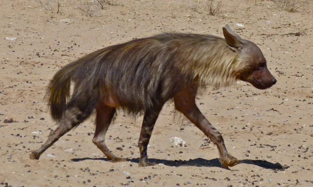 Brown hyena