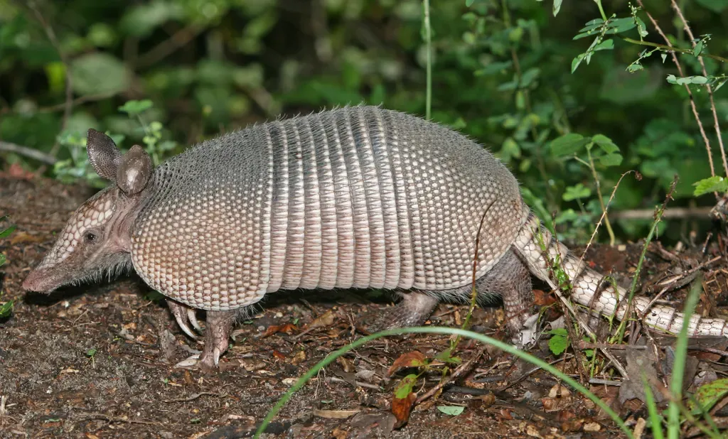 Nine-banded armadillo